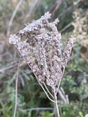 Petrosedum sediforme
