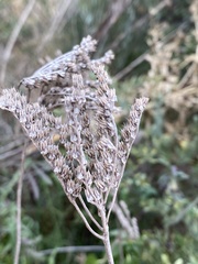 Petrosedum sediforme