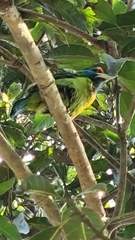 Psilopogon asiaticus