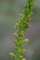 Satyrium parviflorum