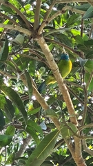 Psilopogon asiaticus