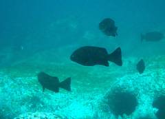 Girella elevata