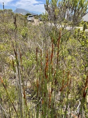 Elegia tectorum