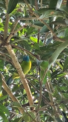 Psilopogon asiaticus