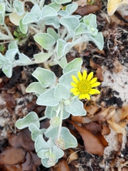 Arctotheca populifolia