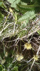 Carex caryophyllea