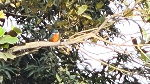 Common Kingfisher
