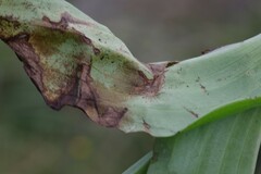 Satyrium parviflorum