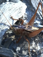 Conocephalus semivittatus