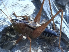 Conocephalus semivittatus