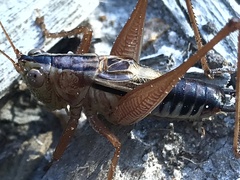 Conocephalus semivittatus