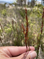 Elegia tectorum