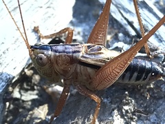 Conocephalus semivittatus