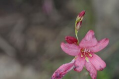 Tritonia disticha