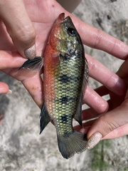 Hemichromis elongatus