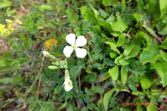 Raphanus raphanistrum