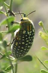 Julodis variolaris