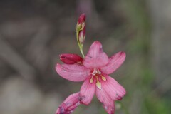 Tritonia disticha