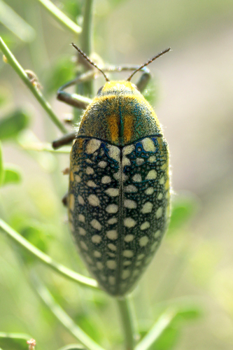 Julodis variolaris · iNaturalist