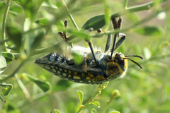 Julodis variolaris