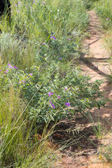 Tephrosia grandiflora