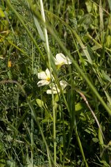 Thunbergia atriplicifolia