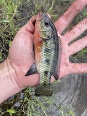 Hemichromis elongatus