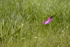 Watsonia densiflora