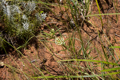 Xysmalobium involucratum