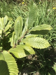 Castanea sativa