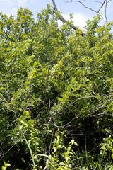 Zanthoxylum capense