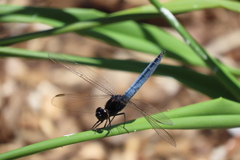 Crocothemis nigrifrons