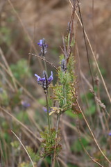Lavandula multifida