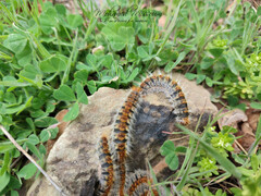 Thaumetopoea pityocampa