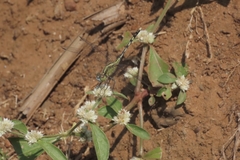 Diplacodes trivialis