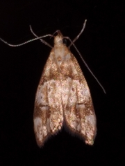 Gymnobathra hamatella
