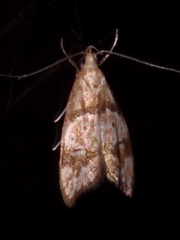 Gymnobathra hamatella