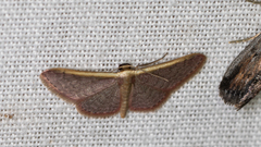 Idaea costaria