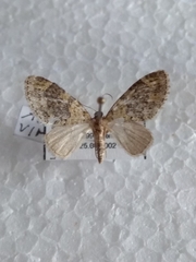 Acasis viretata