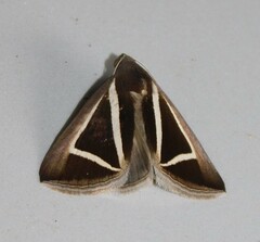 Chalciope delta