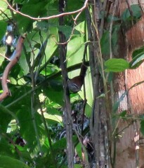 Pheugopedius maculipectus