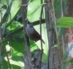 Pheugopedius maculipectus