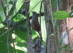 Pheugopedius maculipectus