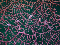 Hippocampus bargibanti