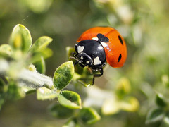 Coccinella algerica