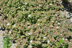 Mesembryanthemum crystallinum