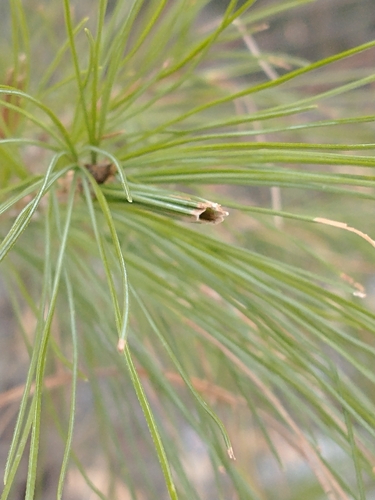 Pine Tube Moth photo 6