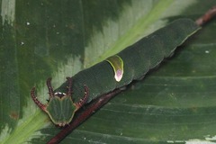 Polyura schreiber