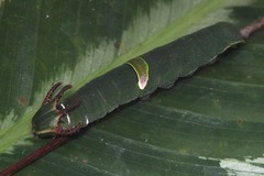 Polyura schreiber