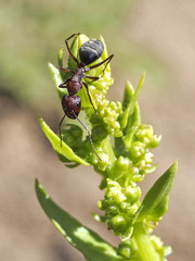 Camponotus feae